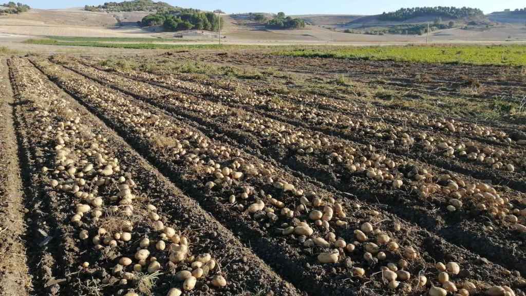 Una explotación de patatas en Castilla y León.