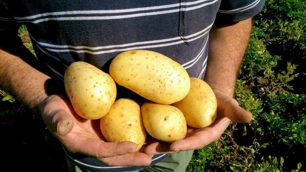 Un productor castellanoleonés mostrando sus patatas.