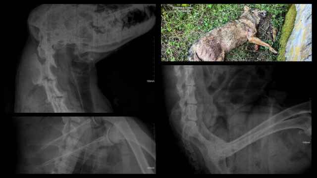 Imagen del cadáver del lobo hallado en Cervera y las radiografías que le realizaron