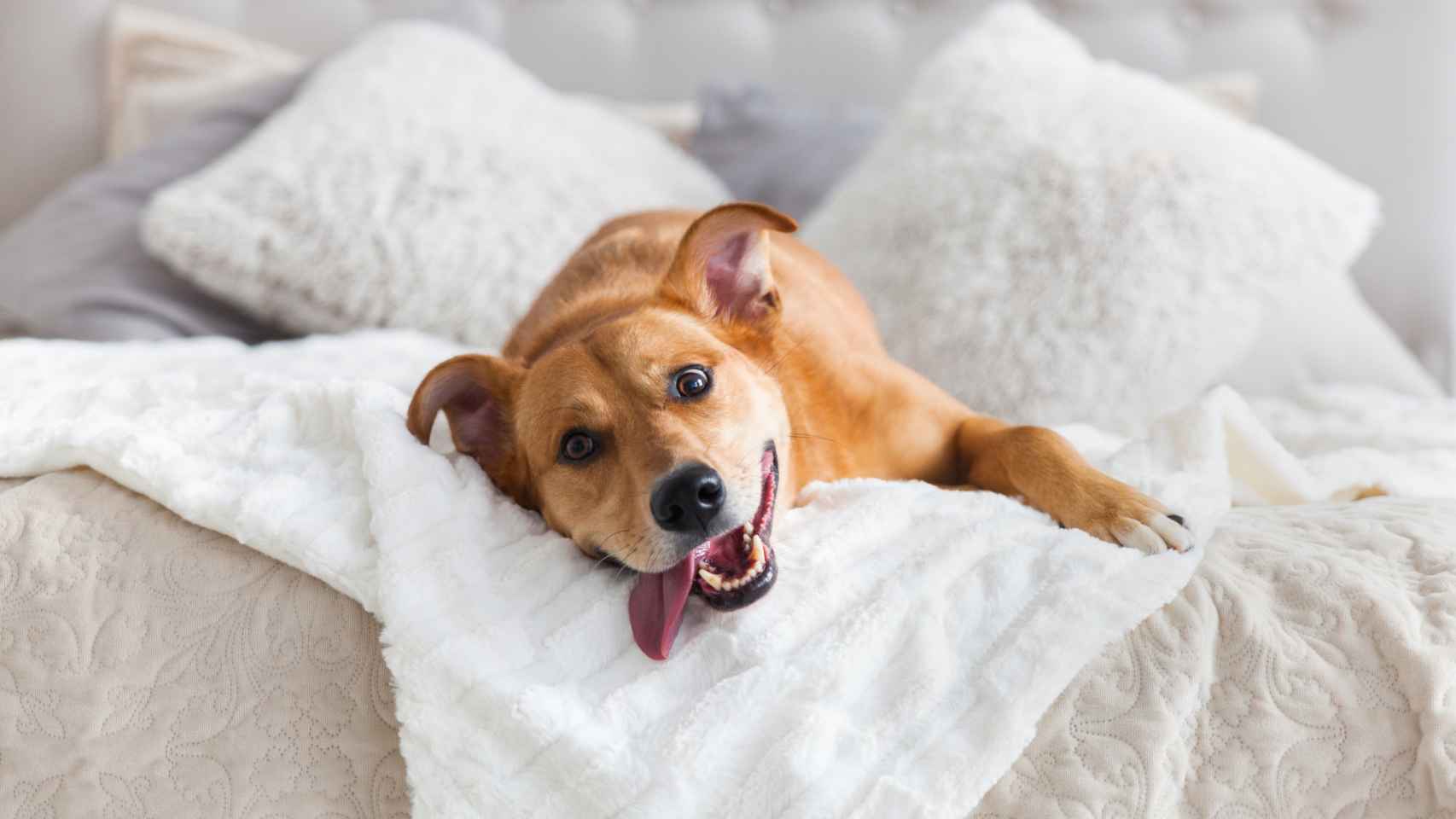 Un perro subido en una cama, en una imagen de Shutterstock.