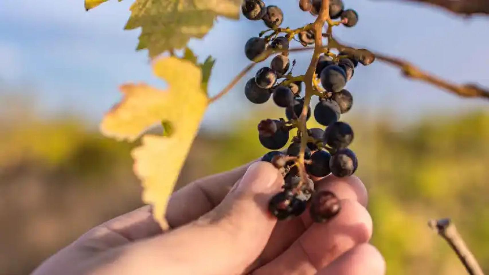 Imagen de archivo de uvas dañadas por el calor.