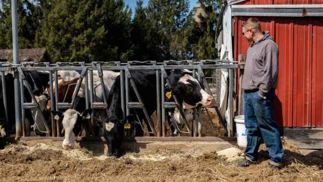 Un granjero de Illinois, Estados Unidos, junto a sus vacas.