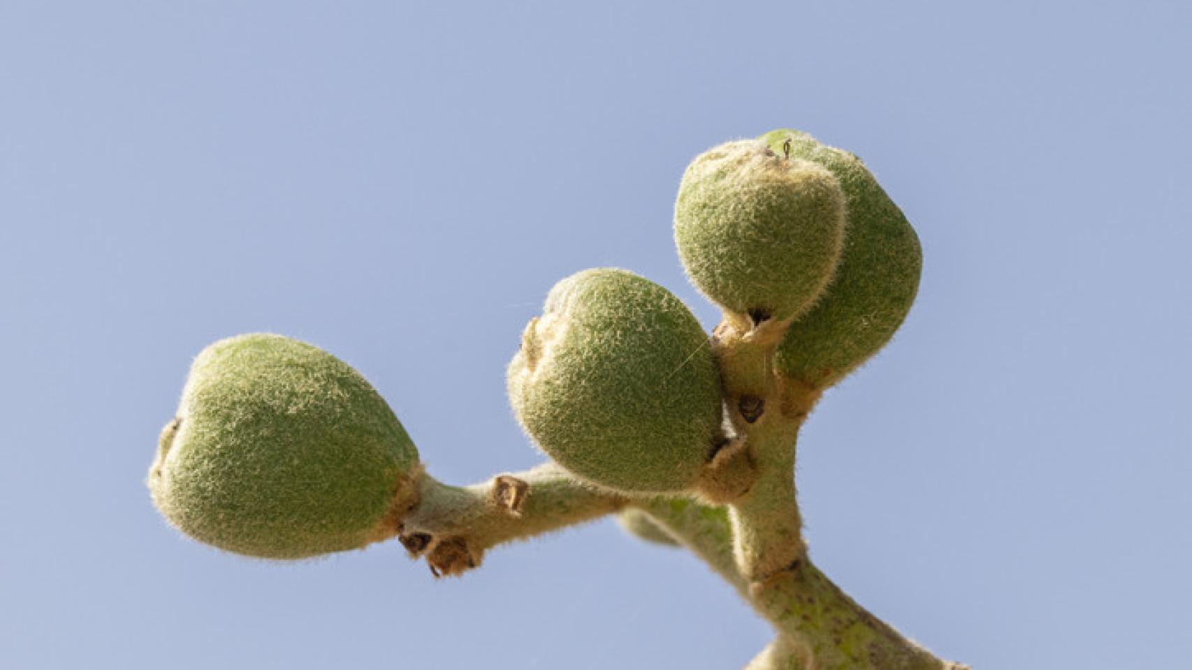 Frutos verdes de níspero.