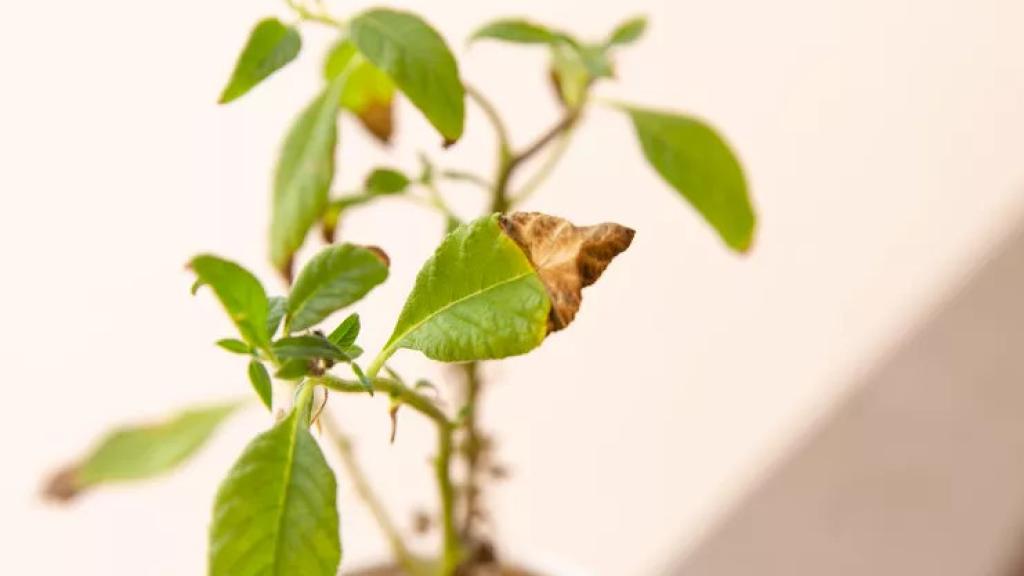 Planta con punta marrón.