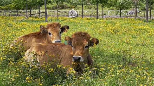 Vacas en un prado.