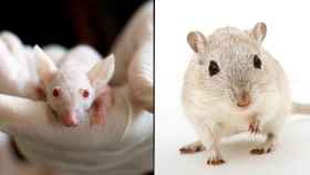 Pese a estar emparentados, los cerebros de ratones y ratas presentan diferencias significativas.