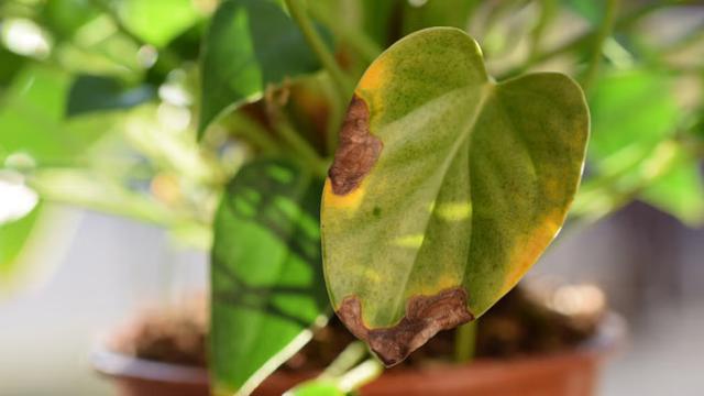 Planta con zonas marrones.