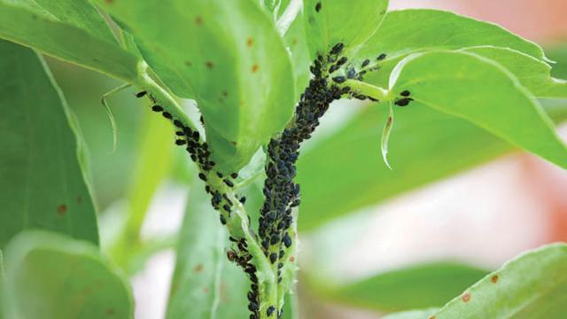 Planta con pulgones.