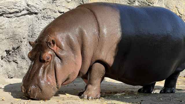 Gen-chan, el hipopótamo de el zoológico de Osaka.