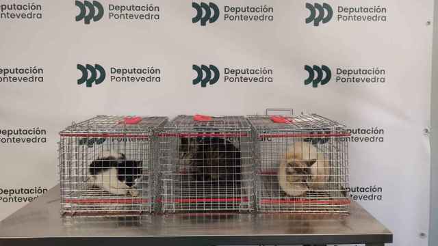 La Diputación de Pontevedra inicia el programa de esterilización felina de colonias.