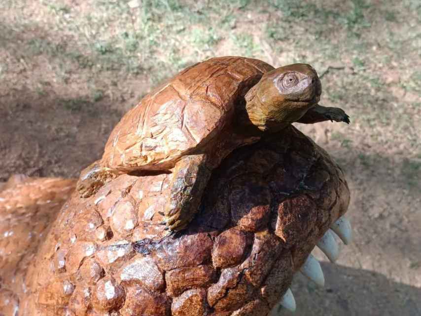 Detalle de la tortuga del cocodrilo de Tres Árboles, en Zamora