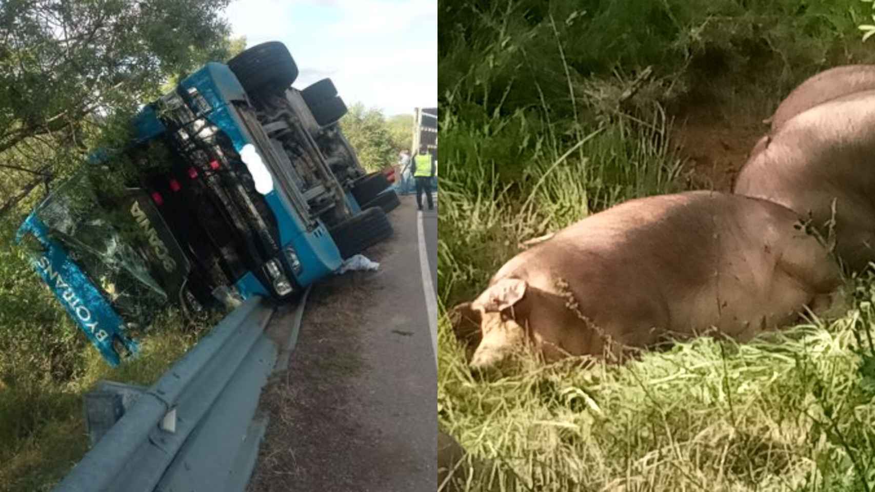 Vuelco de un camión de cerdos en la provincia de Zamora