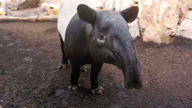 El tapir malayo que está en Bioparc Fuengirola