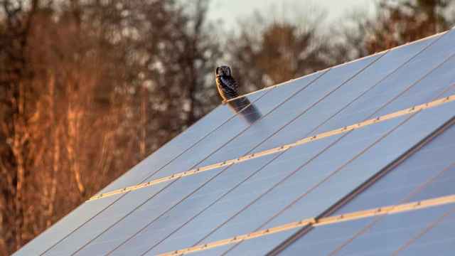 Panel solar con un ave posada encima