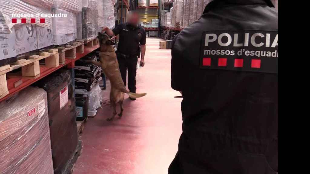 Un perro entrenado en detección de estupefacientes, en un a nave industrial.
