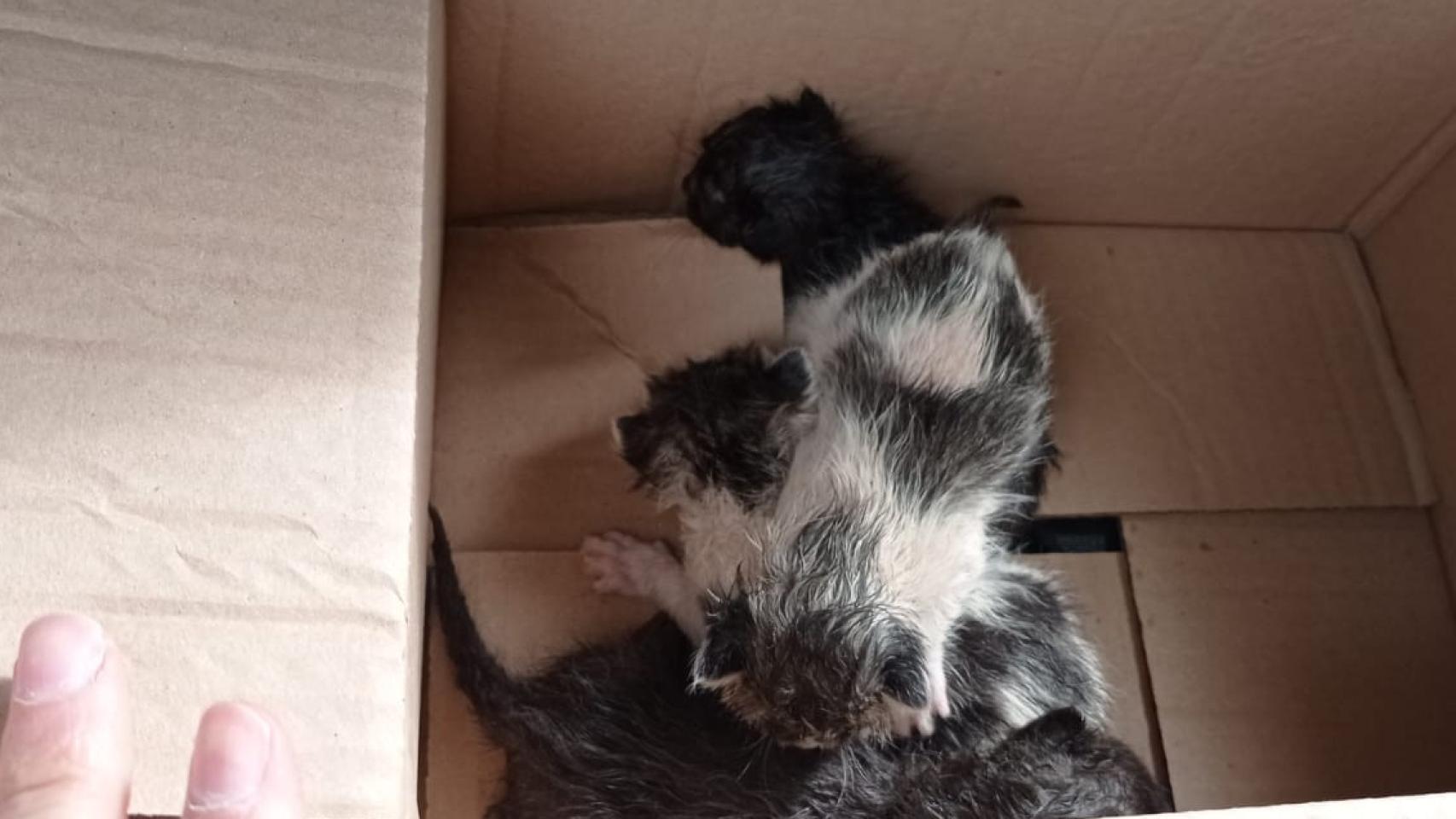 Gatos arrojados a un contenedor en Ciudad Real.