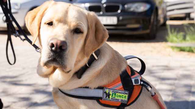 Orca está a punto de graduarse y pasar a uno de los perros guía que acompañan a personas ciegas de nuestro país.