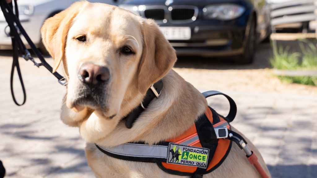 Orca está a punto de graduarse y pasar a uno de los perros guía que acompañan a personas ciegas de nuestro país.