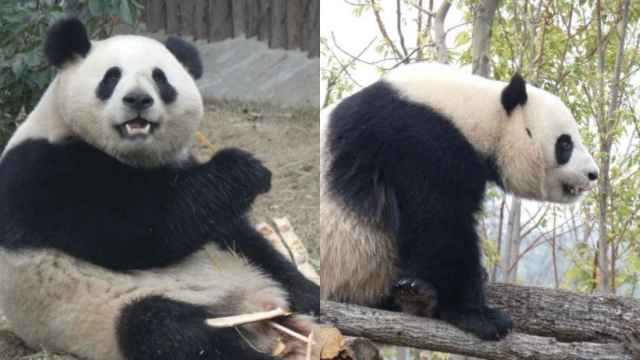 Los pandas Jin Xi y Zhu Yu.