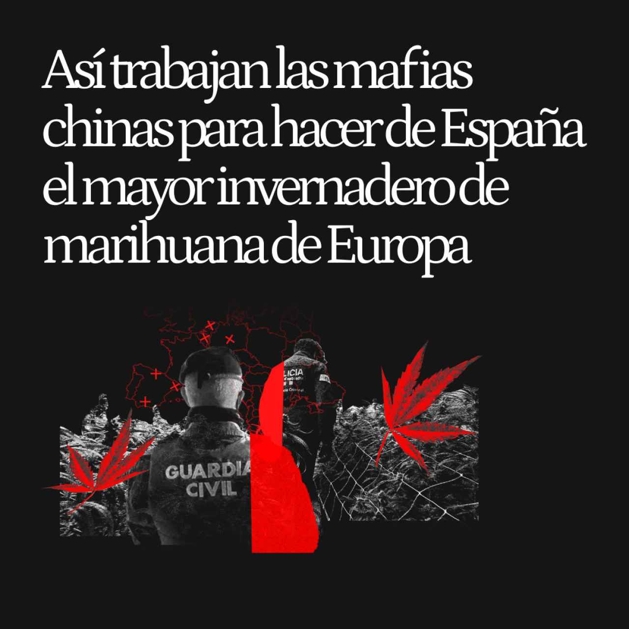 El 'modus operandi' de las mafias internacionales para que España ya sea el mayor invernadero de marihuana de Europa