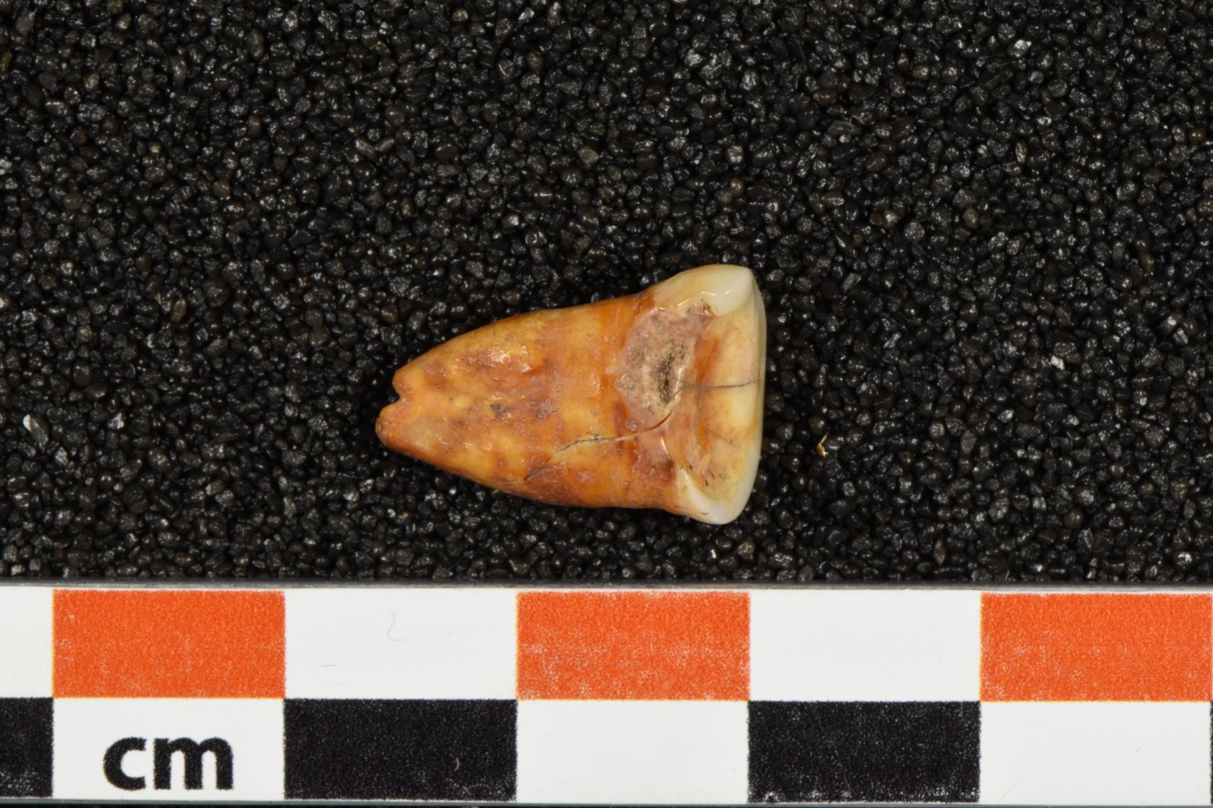 Uno de los dientes humanos (con caries) hallado en la cueva de Taforalt.
