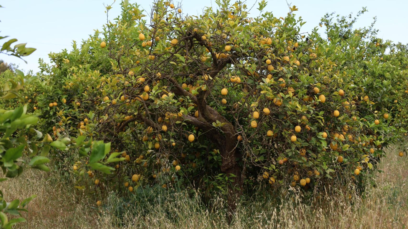 El retraso del riego en el guadalhorce pone en riesgo las cosechas: asaja málaga pide más 