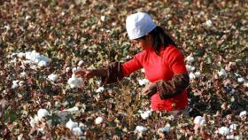 Una trabajadora cosecha algodón en un campo de algodón el 10 de octubre de 2006 cerca de Korla, provincia de Xinjiang, China. Getty