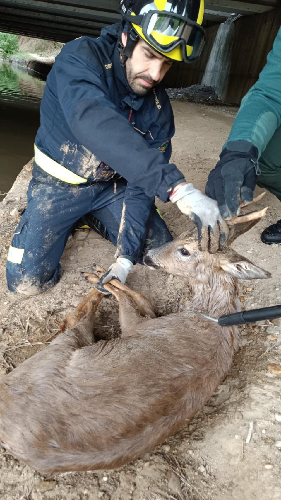 Rescate de corzo en La Corala