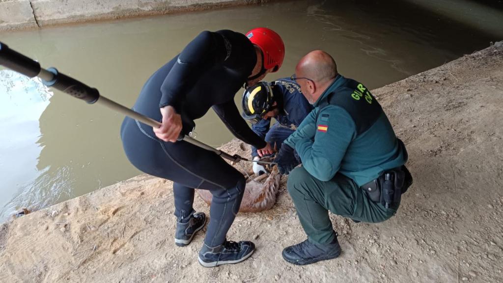 Rescate de corzo en La Corala