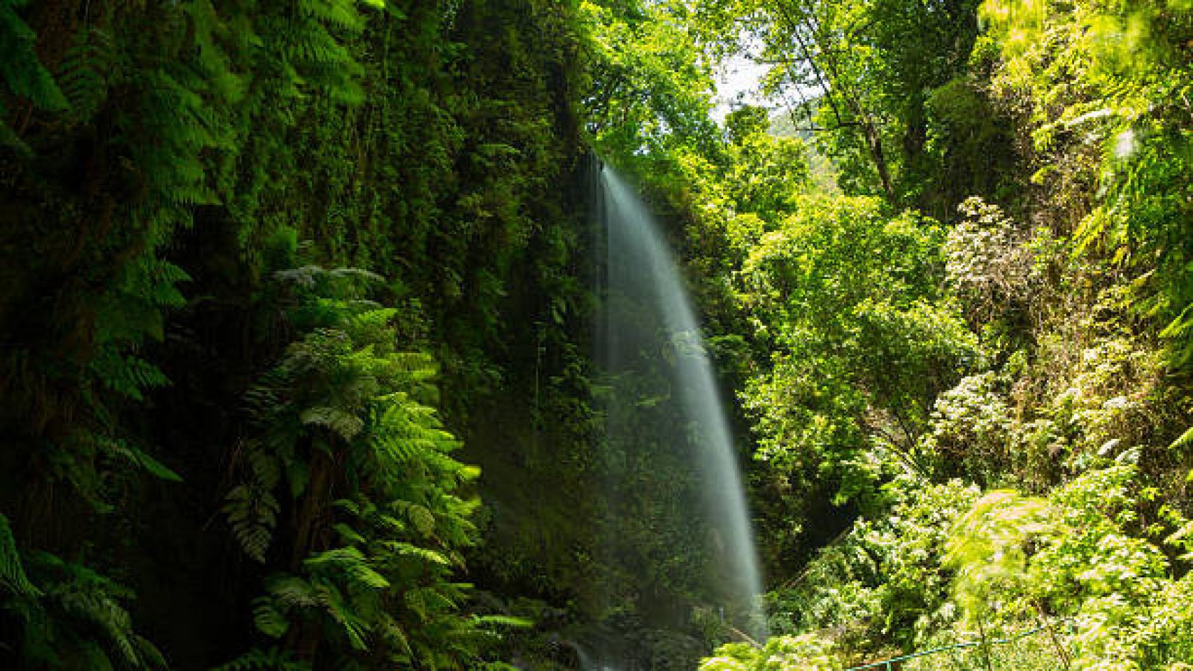 Vista del Bosque de los Tilos en la isla de La Palma