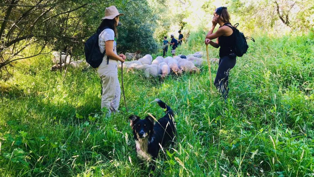 LaCabrera está ubicada en Otero de Herreros, Segovia, y es un proyecto de ganadería caprina y producción láctea que, además, se involucra en la educación de oficios tradicionales.