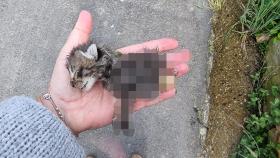 Cría de gato muerto en Boya