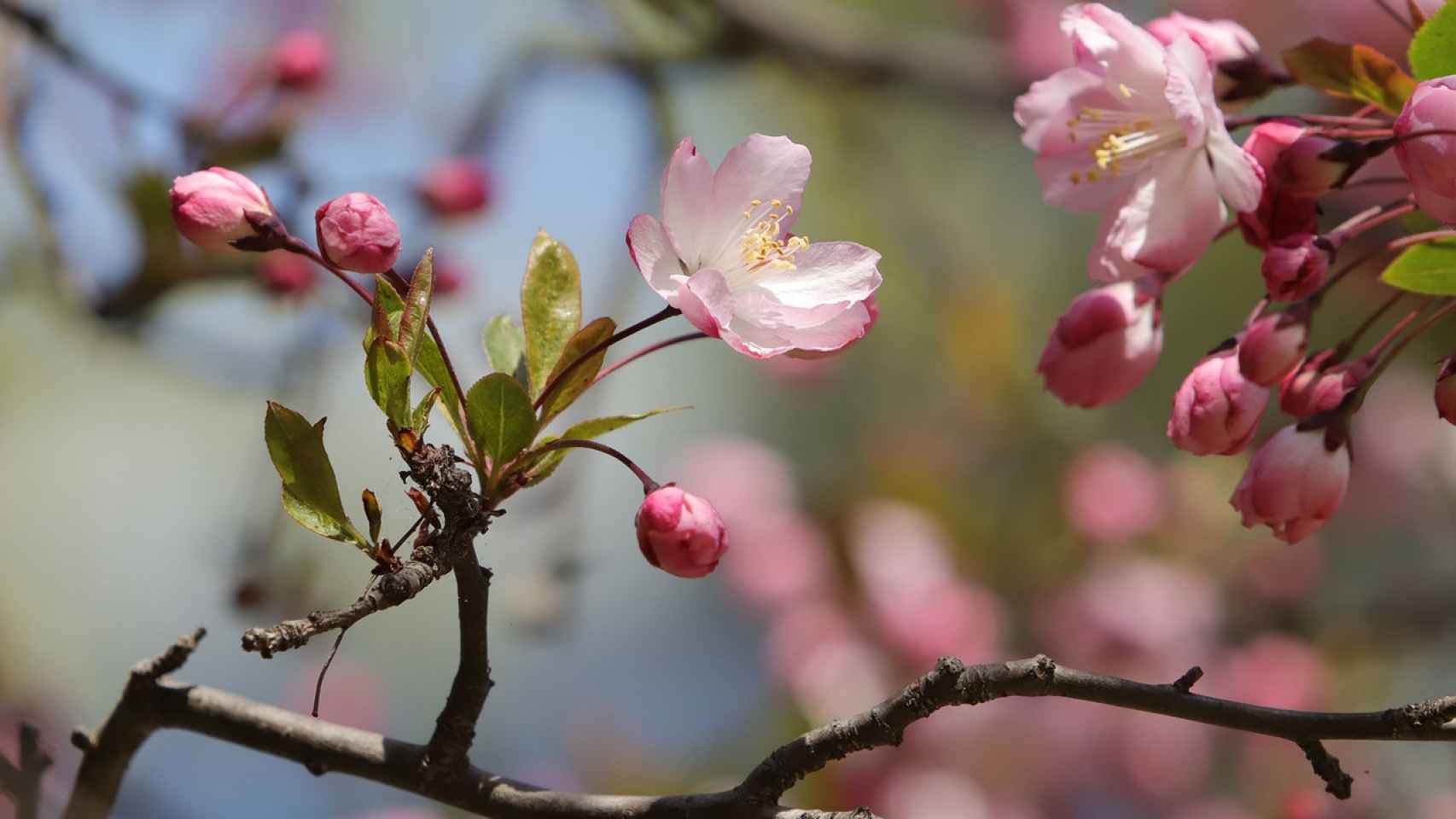 Tiempo de sakura: el fruto saludable rico en vitamina A y antiinflamatorio que triunfa de Japón a España