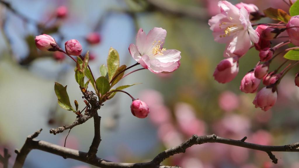 Flores de cerezo.