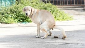 Un perro hace sus necesidades en la calle.