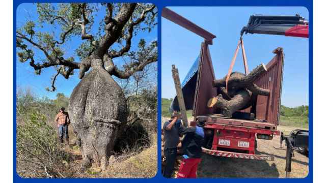 El árbol de la lana en Paraguay y mietras estaba siendo cargado para su traslado a Alicante.