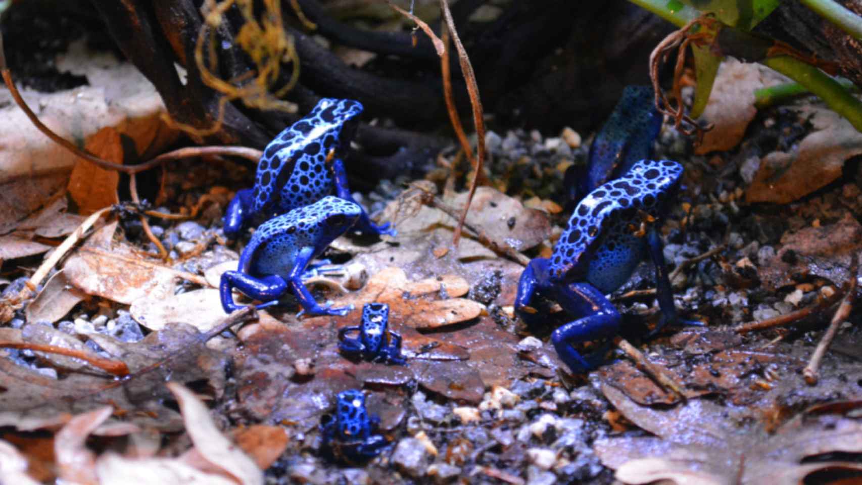 Las dos crías de ranas venenosas de flecha azul.