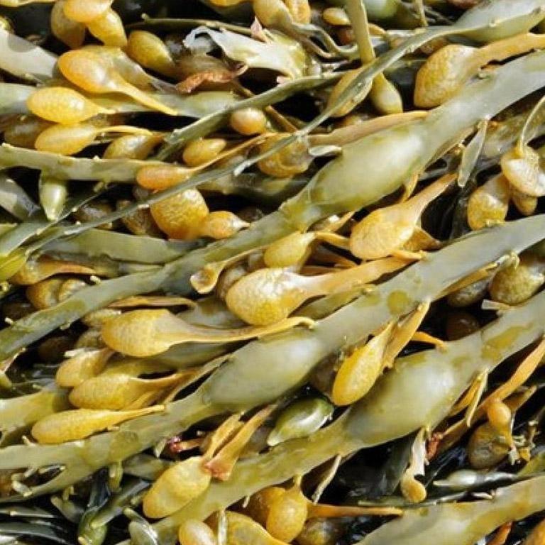Algas usadas por Chorima en sus cremas (Cedidas).