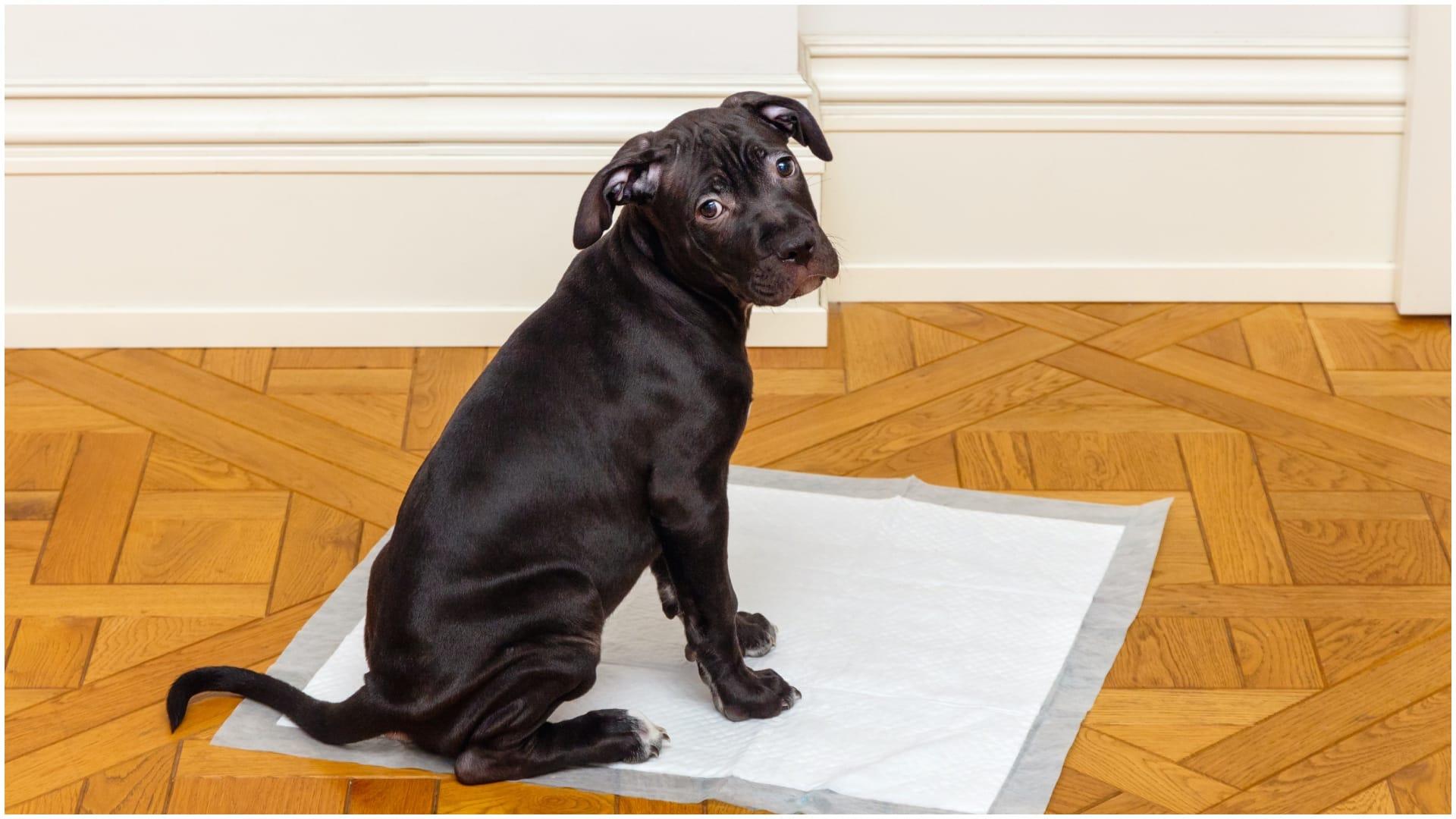 Un perro sobre un empapador (Foto: Shutterstock)