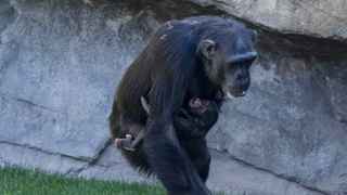 El desgarrador duelo de una chimpancé del Bioparc: abraza el cadáver de su bebé desde hace meses