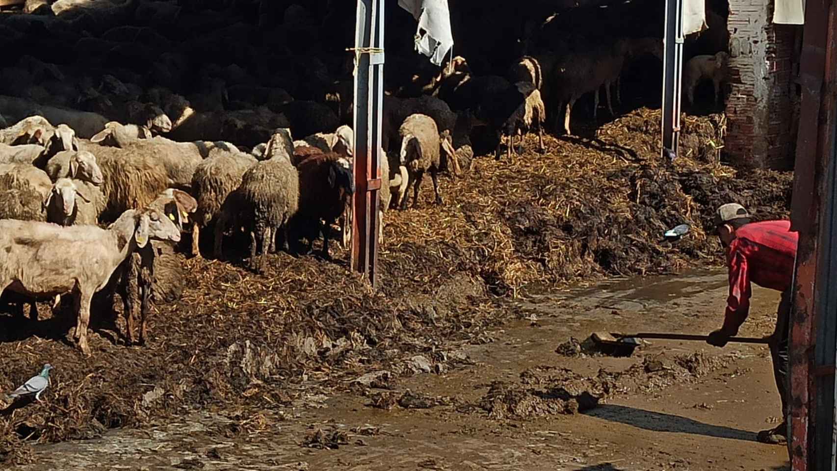 Granja de ovejas en Renedo