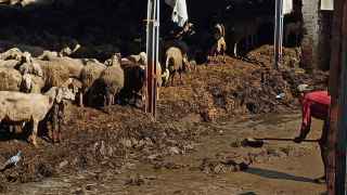 Intervienen una granja de ovejas presuntamente ilegal en Renedo: "Están entre heces y escombros desde hace décadas"