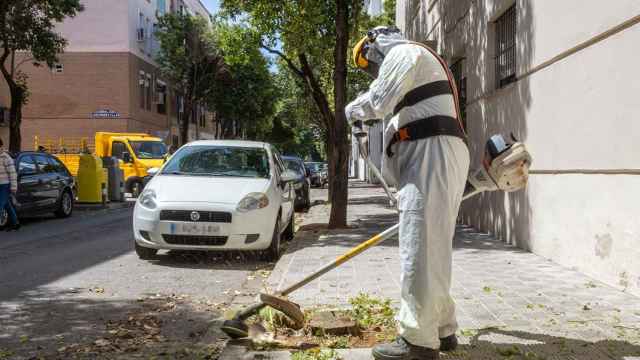 Un trabajador de Lipasam recoge las malas hierbas en una calle de Sevilla.