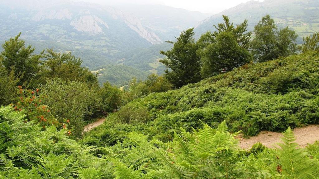 El Parque Natural de Redes, en Asturias.