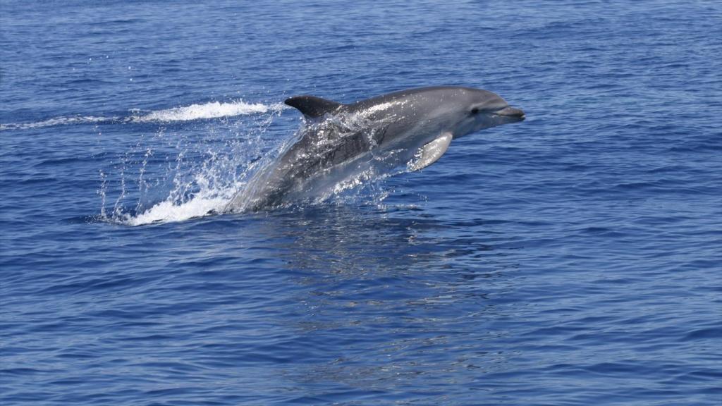 Los delfines en libertad no permanecen en una única zona durante toda su vida.