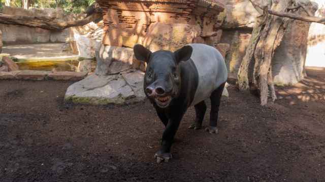 Uno de los ejemplares de tapir malayo que permanecen en el BIOPARC de Fuengirola.