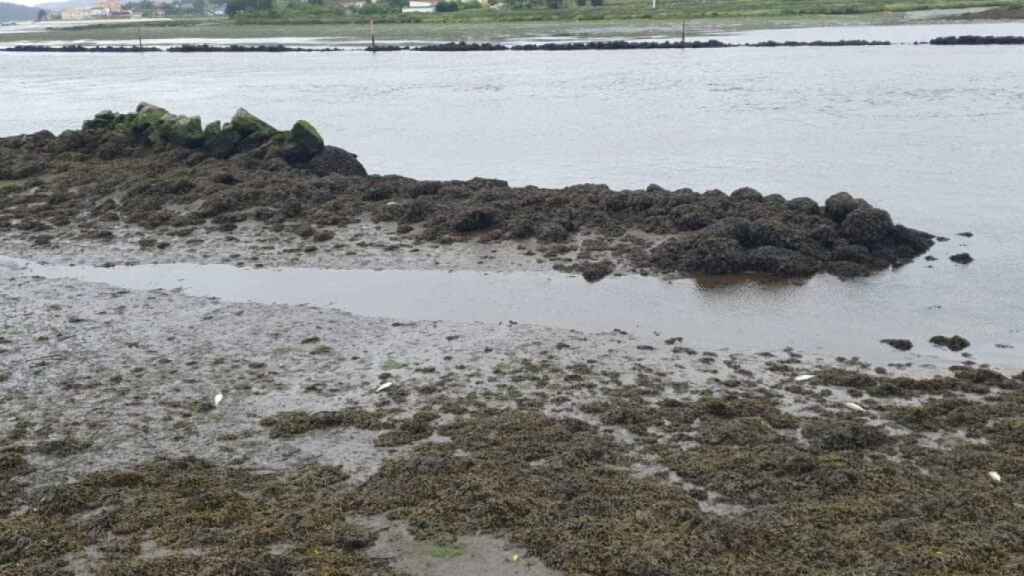 Peces muertos en la ría de Pontevedra.