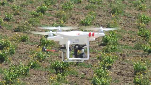 Un dron, sobre una extensión agrícola.