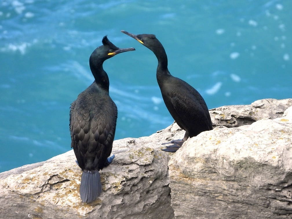 Cuervo marino cristado (Gulosus Aristotelis