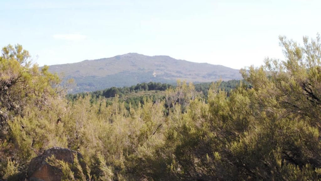 Montes de rebollo con las estribaciones de la Sierra de Gata